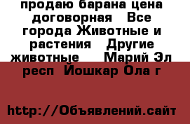 продаю барана цена договорная - Все города Животные и растения » Другие животные   . Марий Эл респ.,Йошкар-Ола г.